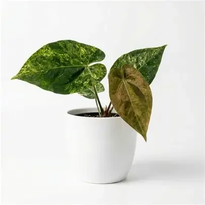 Dark Phoenix variegated Anthurium
