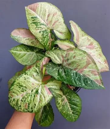 Milk Confetti Tricolor Arrowhead Plant
