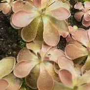 Rose x Moranensis Butterwort