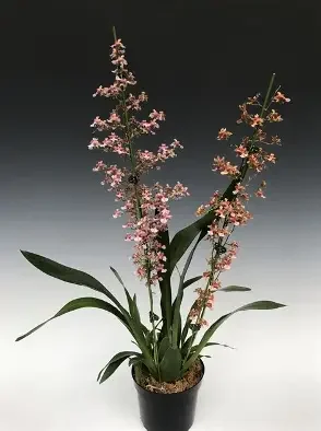 Fragrant Oncidium Orchid Rosy Sunset