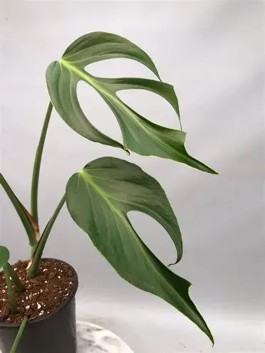 Burle Marx Flame Monstera