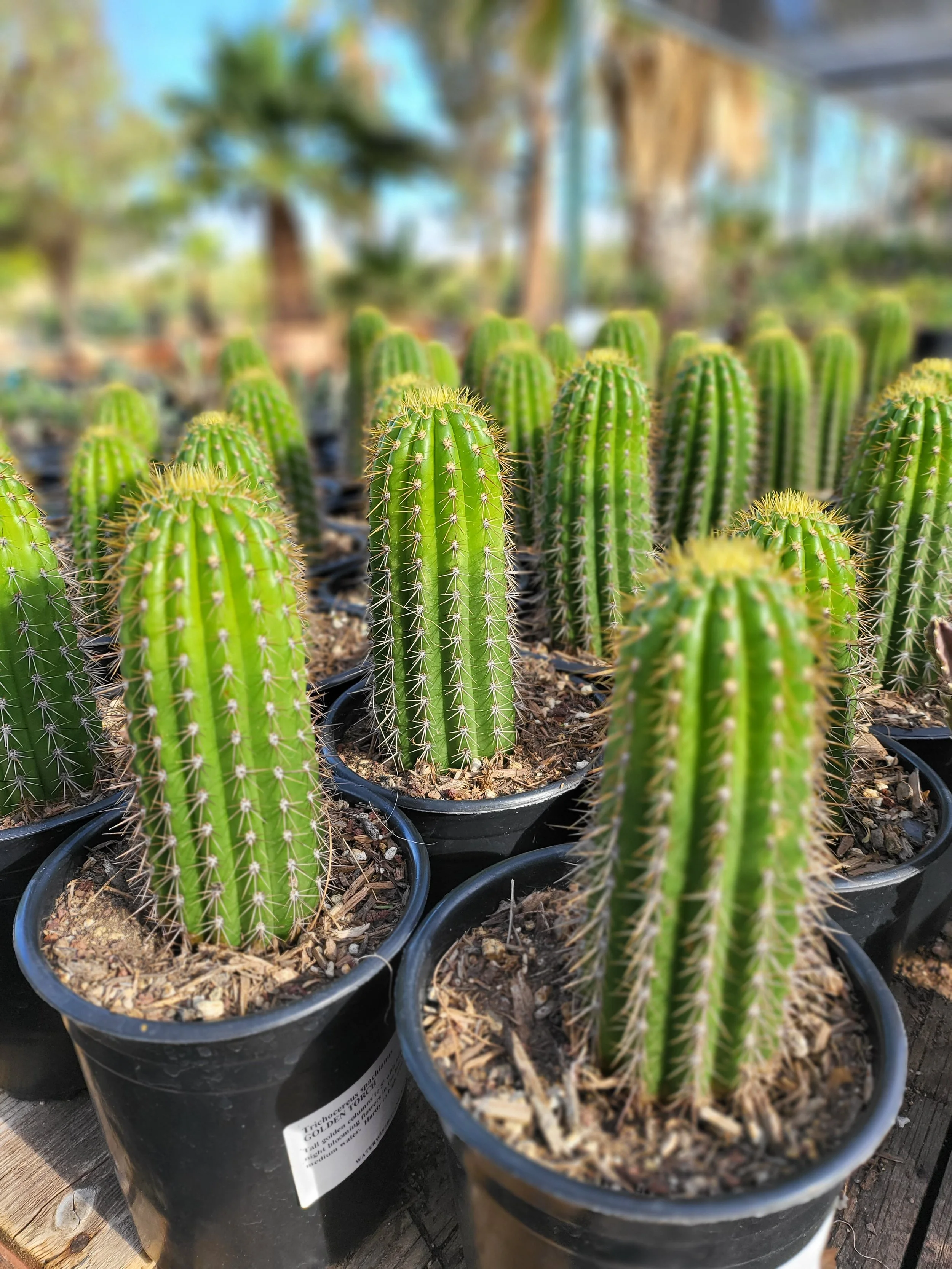 Golden Torch Cactus.jpg