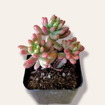 Jelly Bean Plant