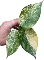 Wentii Aurea Variegated Alocasia