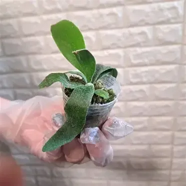 FongSiQi QQ Staghorn Fern
