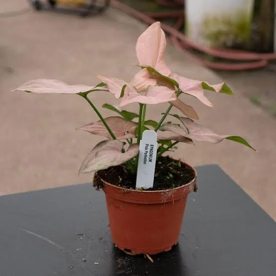 Pink Arrowhead Plant
