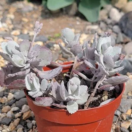 Flower Dust Plant