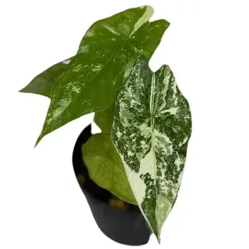 Simpo Albo Alocasia