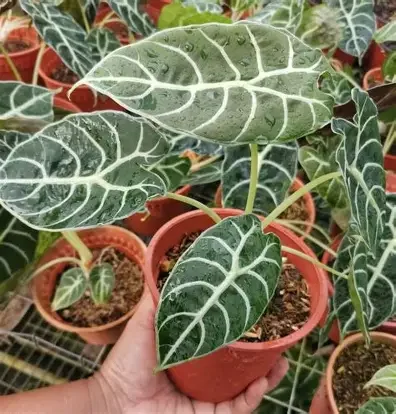 Watsoniana Alocasia