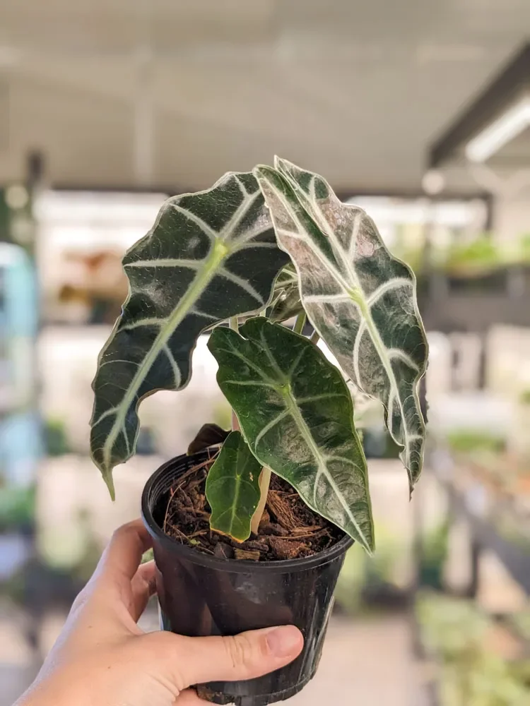 Amazonica Alocasia
