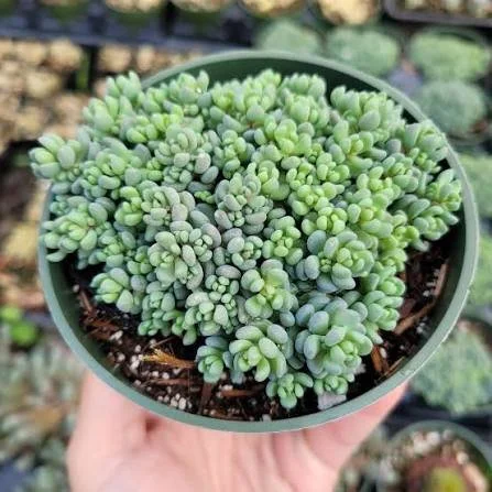 Corsican Stonecrop