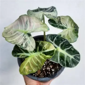 Pink Balloon Heart Alocasia