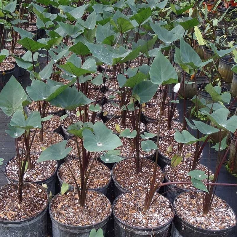 Coffee Cups Elephant Ear - Colocasia esculenta Coffee Cups