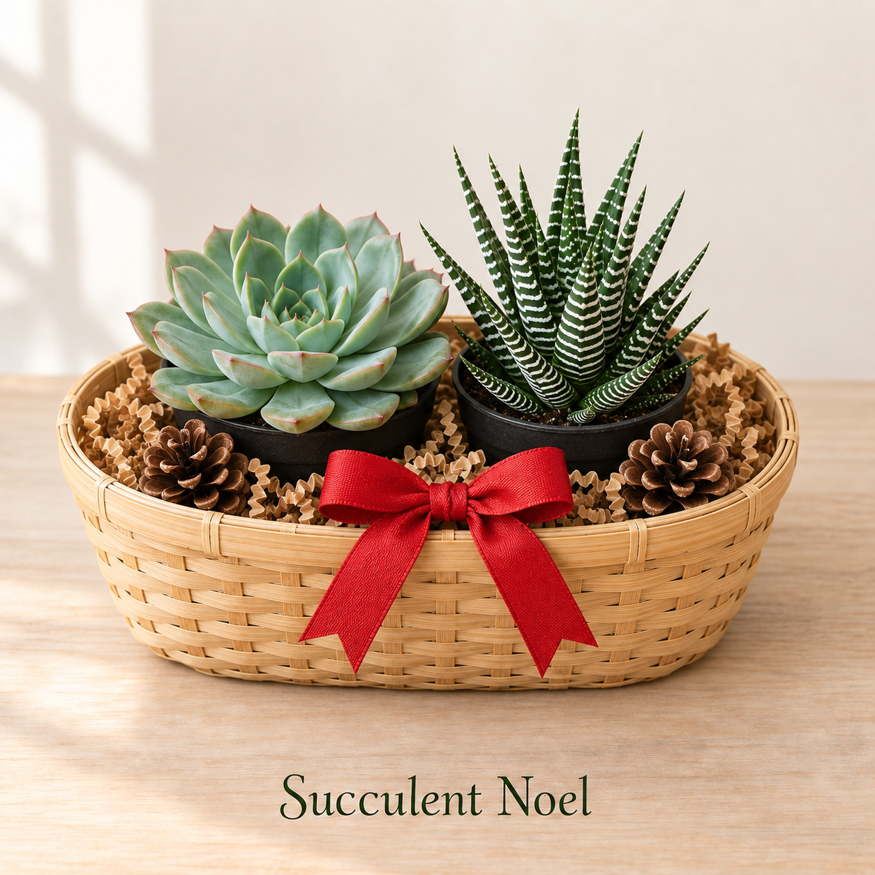 Succulent Noel - 2 Plants.png