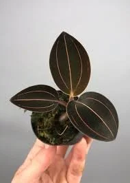 Jewel Orchid Red Vein
