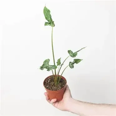 Teletubbies Alocasia