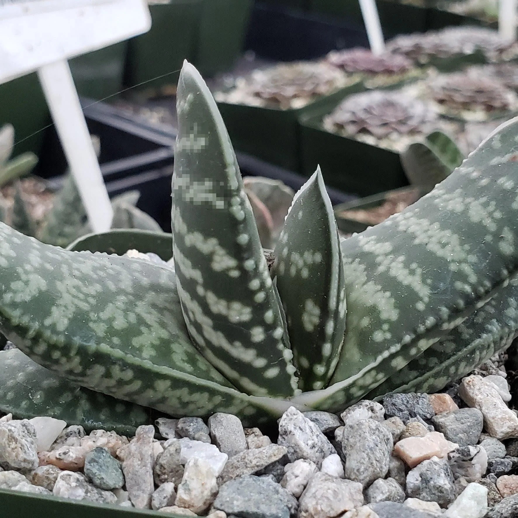 Dwarf Ox Tongue Gasteria - Gasteria bicolor var. liliputana