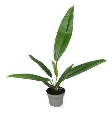 Bakerii Anthurium