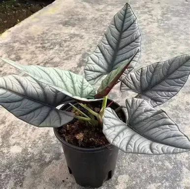 Reginae Alocasia