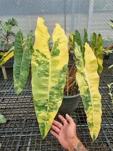 Billietiae Variegated Philodendron
