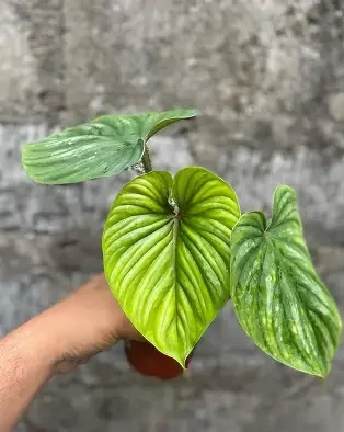 Plowmanii Blackface Philodendron