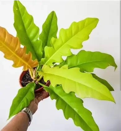 Ring of Fire Gold Philodendron