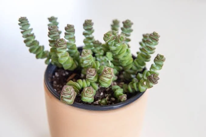 String of Buttons