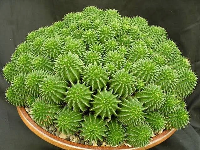 Suzanne’s Spurge