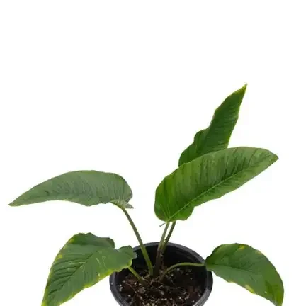 Rugapetiolatum Philodendron
