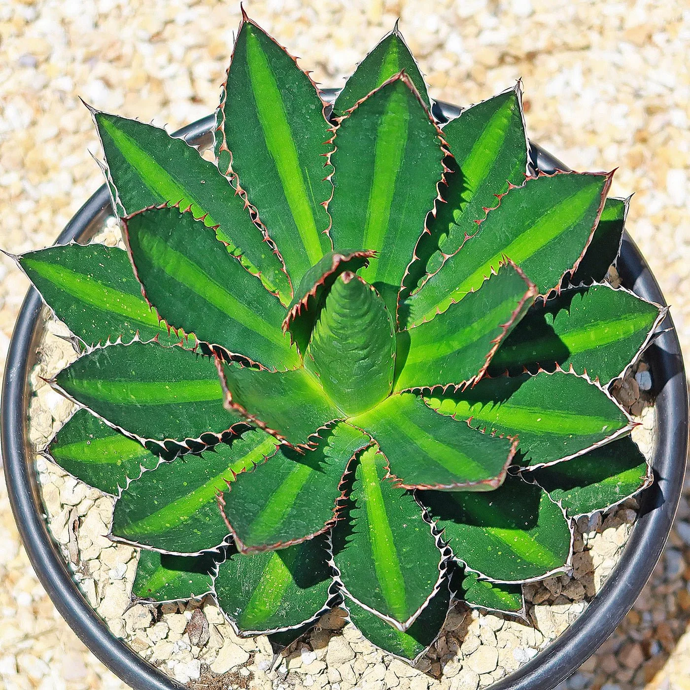 Center Stripe Agave - Agave lophantha Splendida