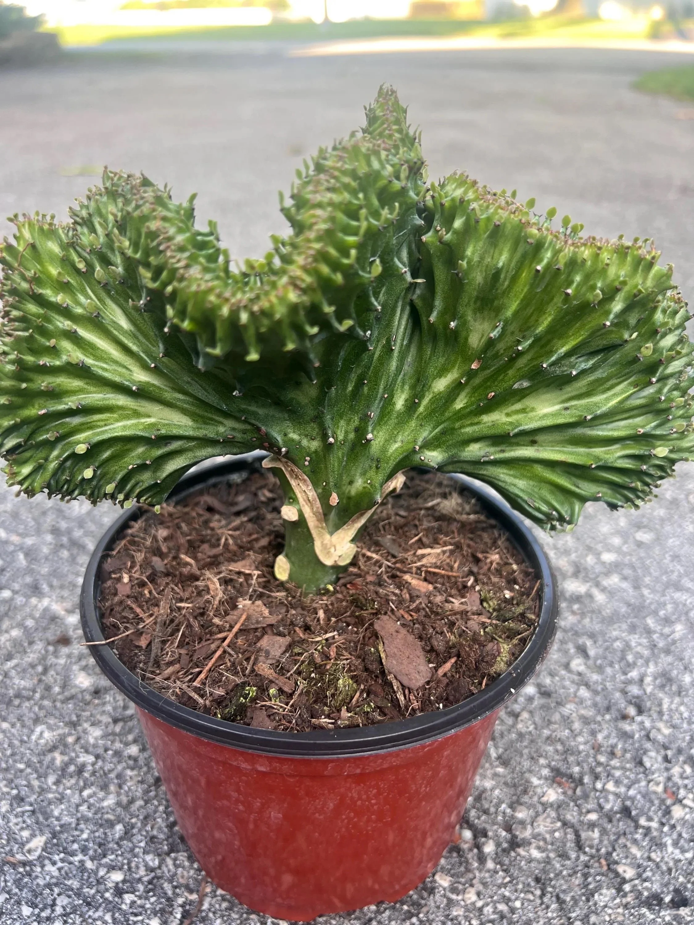 Green Coral Cactus - Euphorbia lactea f. cristata