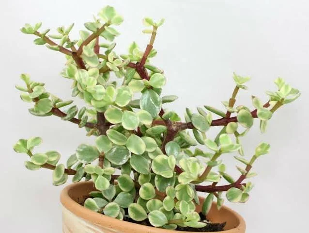 Variegated Elephant Bush