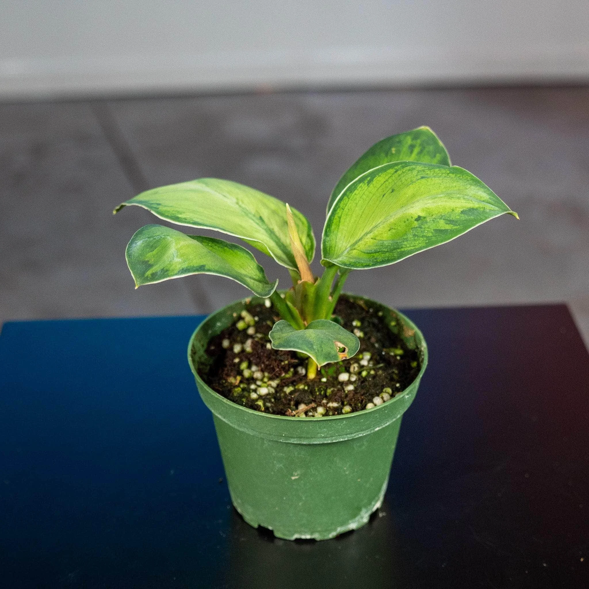 Selby Homalomena.jpg
