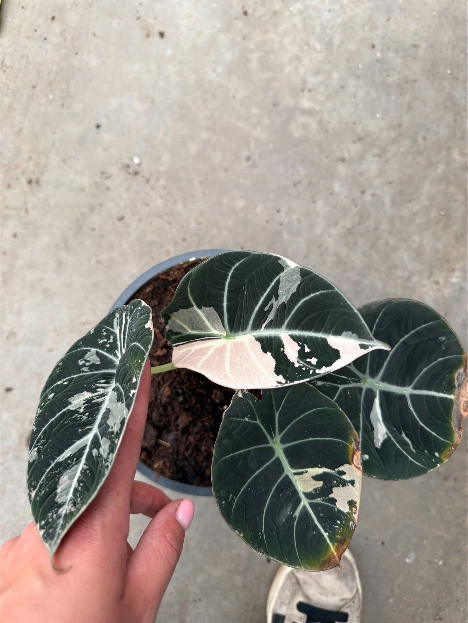 Variegated Black Velvet Alocasia.jpg
