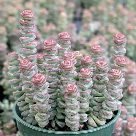 Baby's Necklace Crassula