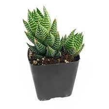 Zebra Wart Haworthia
