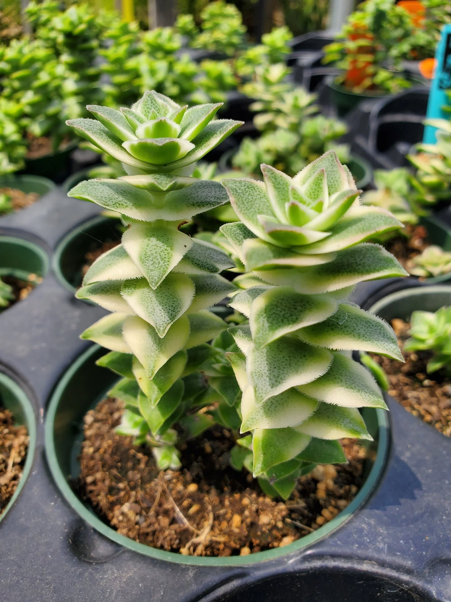 Variegated String of Buttons - Crassula perforata Variegata