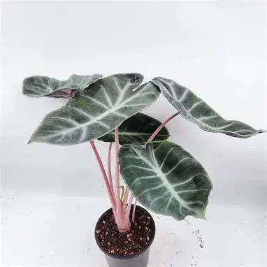 Pink Dragon Alocasia