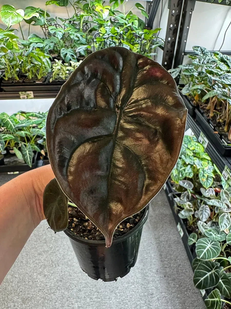 Cuprea black Alocasia