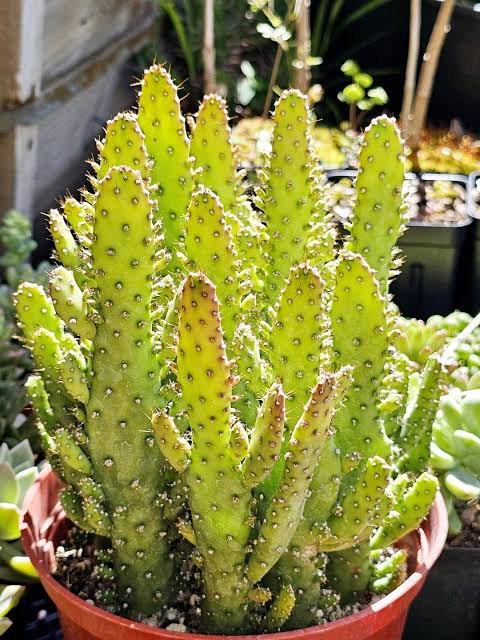 f monstruosa variegata Joseph s Coat Cactus
