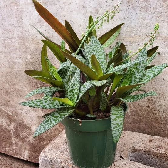 Ledebouria Silver Squill