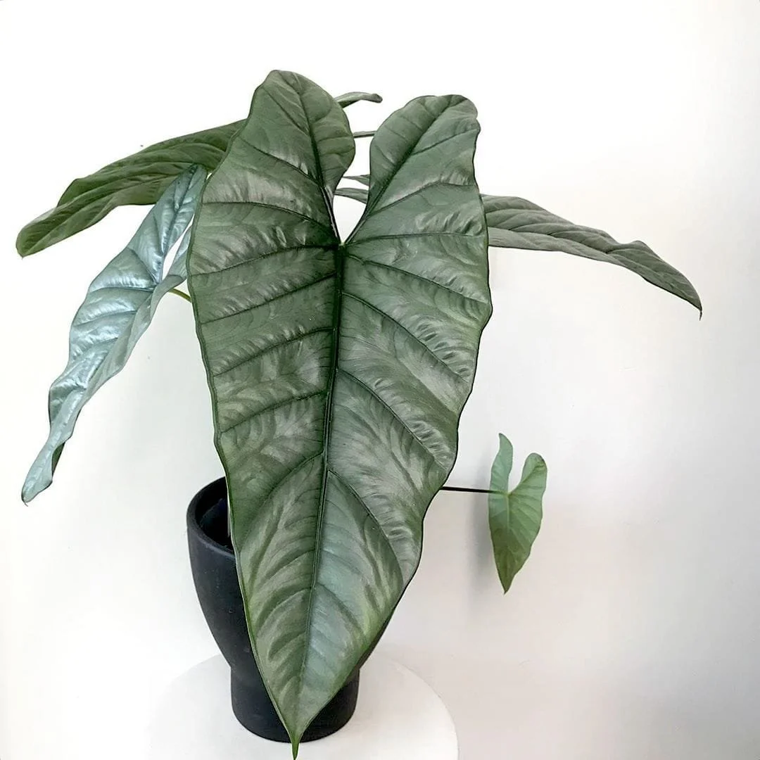 Corazon Alocasia