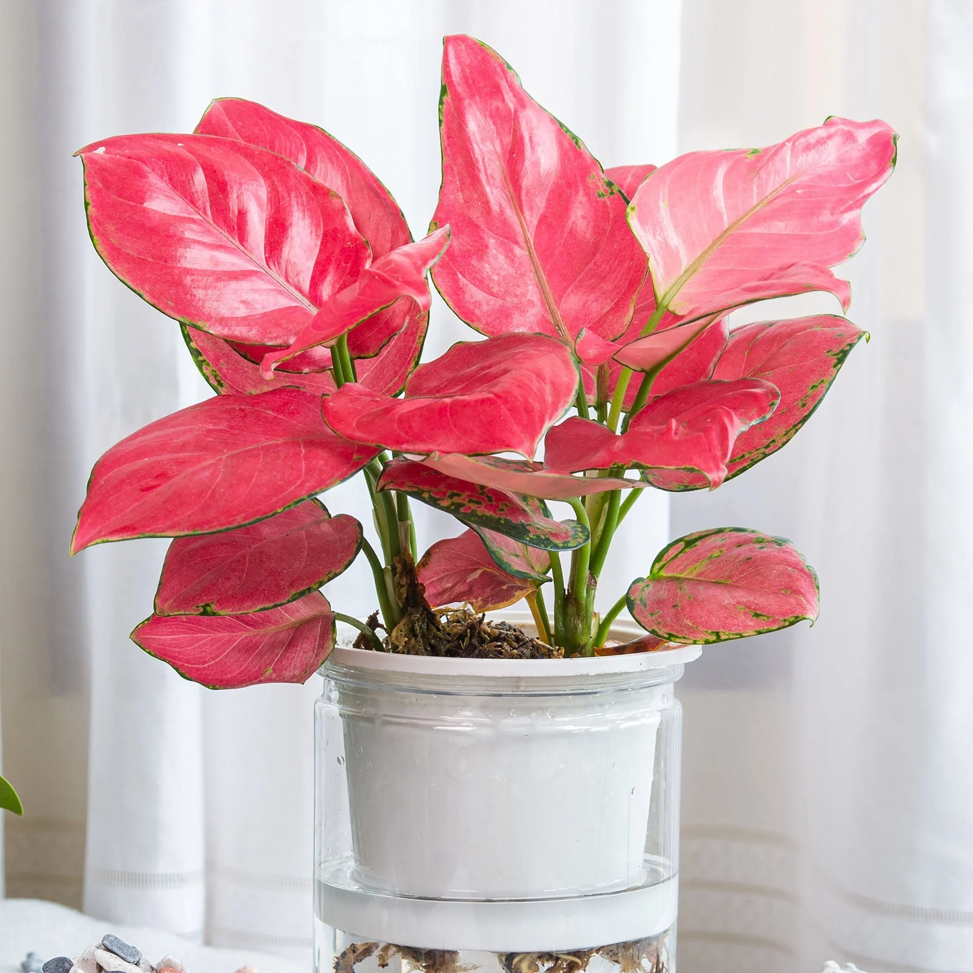 Red Carpet Chinese Evergreen