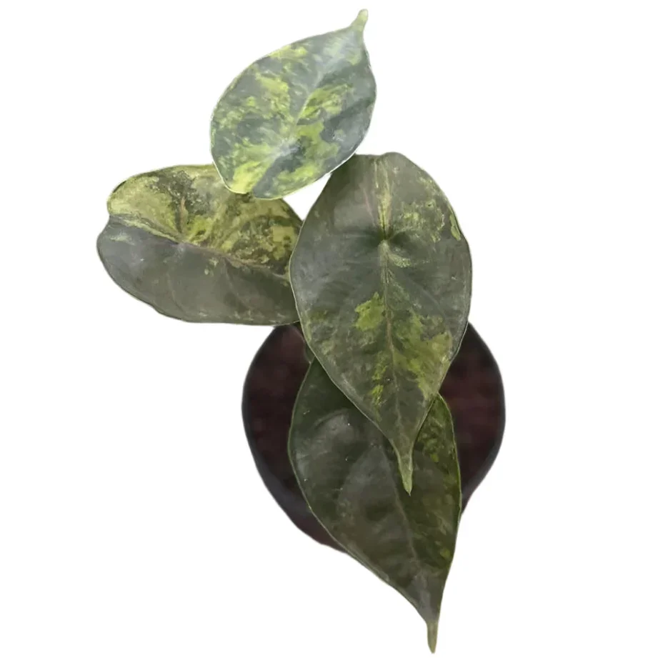 Azlanii Aurea Alocasia