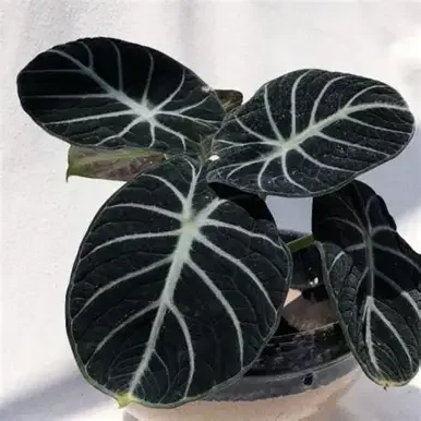 Black Star Alocasia