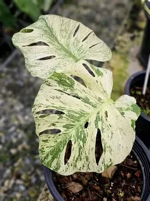 White Monster Monstera