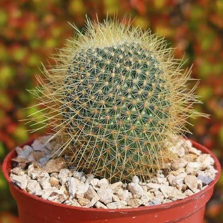 Lemon Ball Cactus