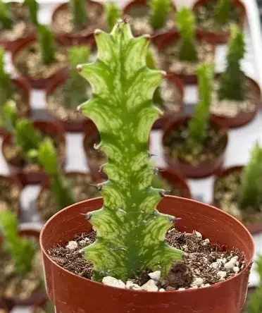Variegated African Milk Tree