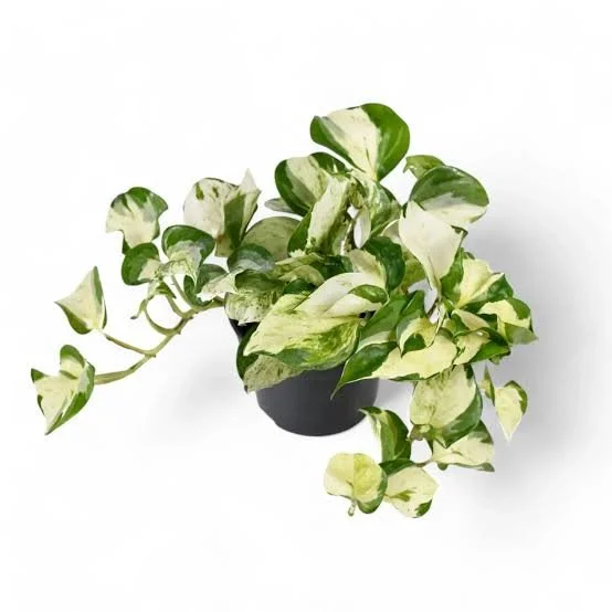 Manjula Pothos