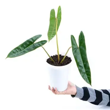 Billietiae Philodendron